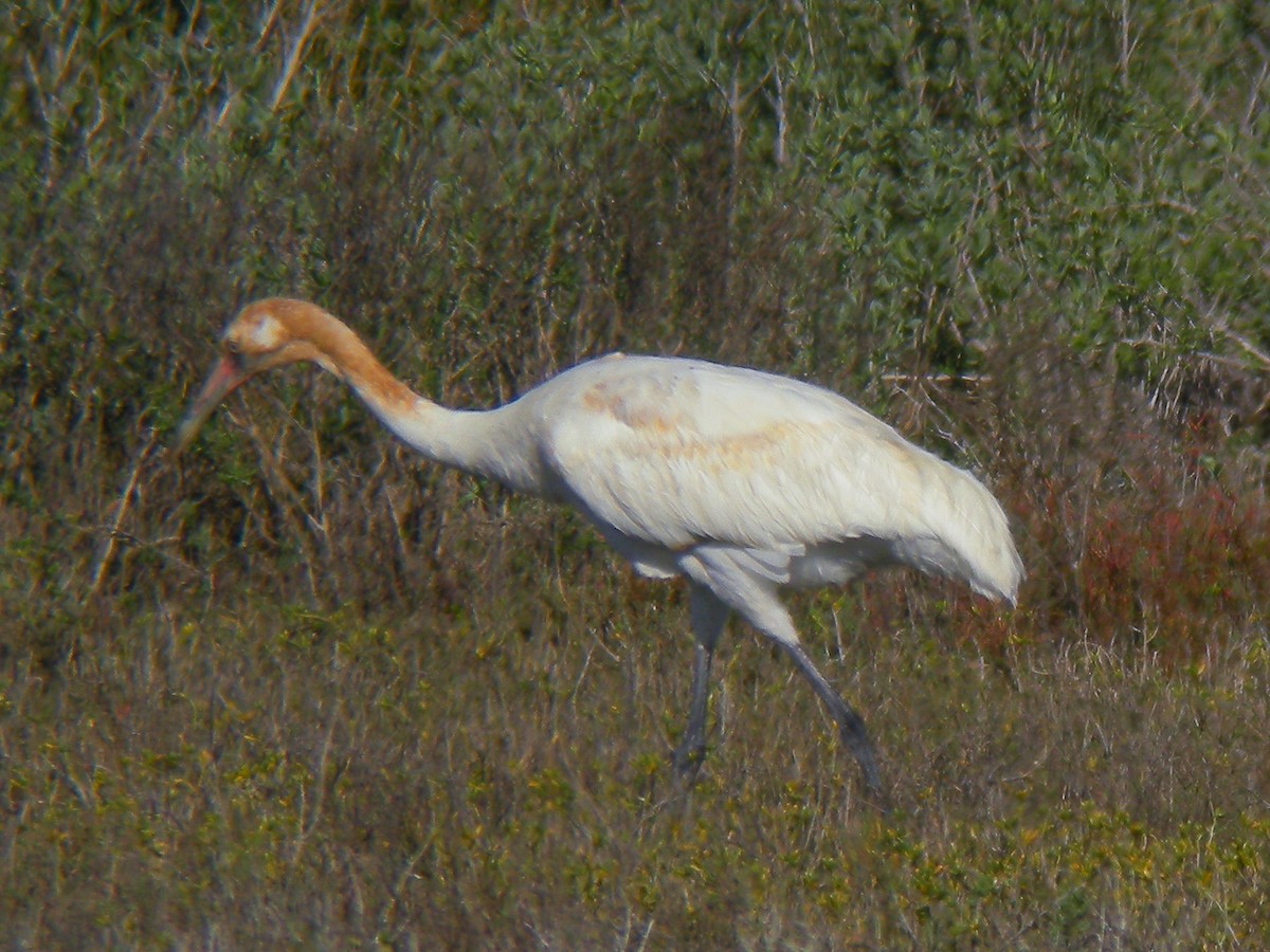 Whooping Crane - ML622427996