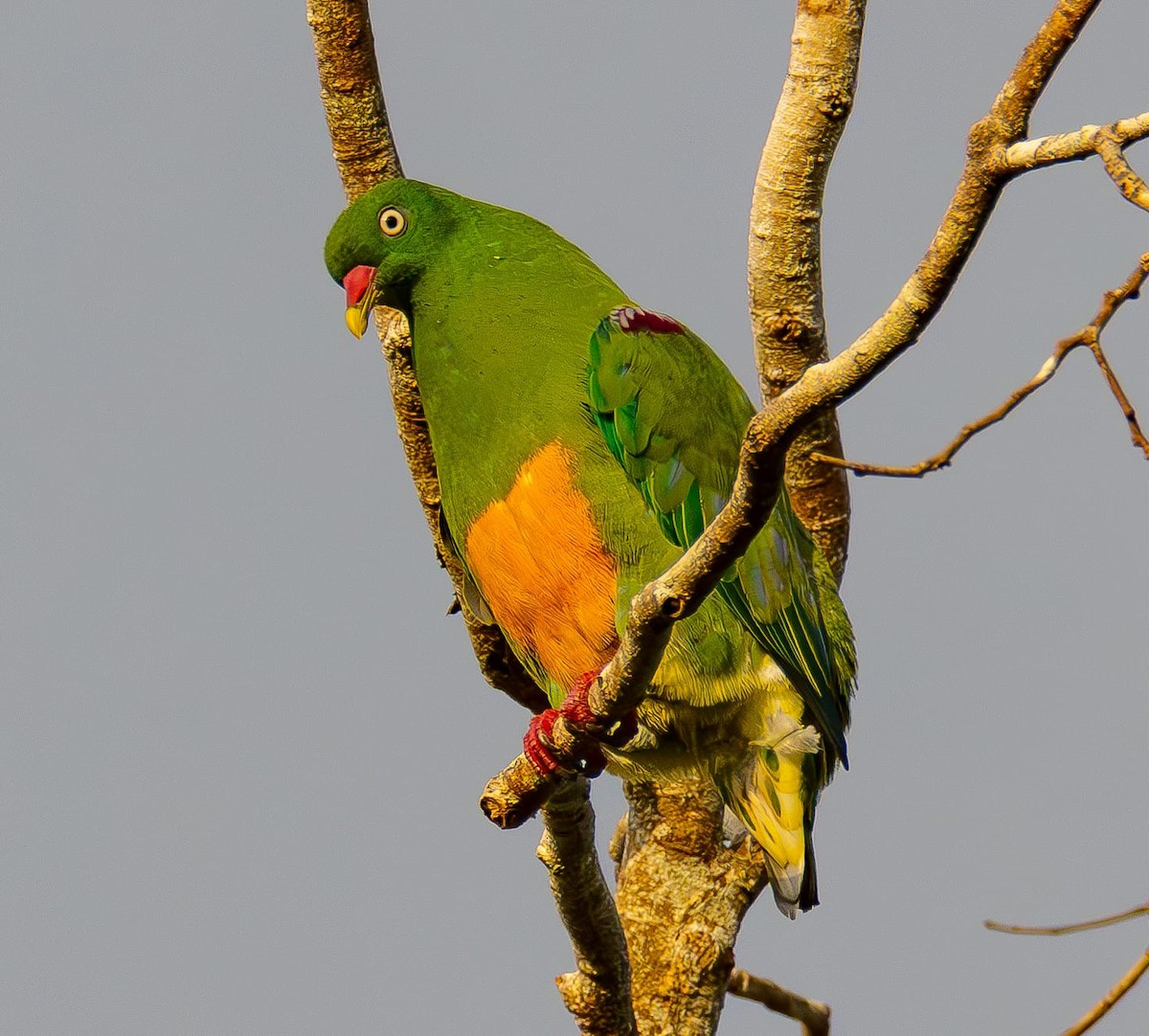 Orange-bellied Fruit-Dove - ML622428012