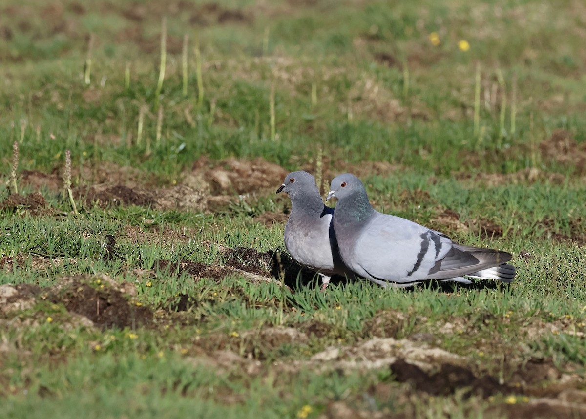 Hill Pigeon - ML622428019