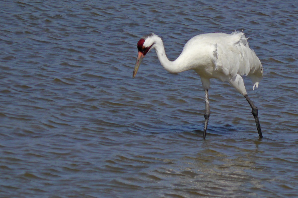 Whooping Crane - ML622428089