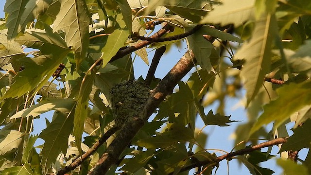 Ruby-throated Hummingbird - ML622428162