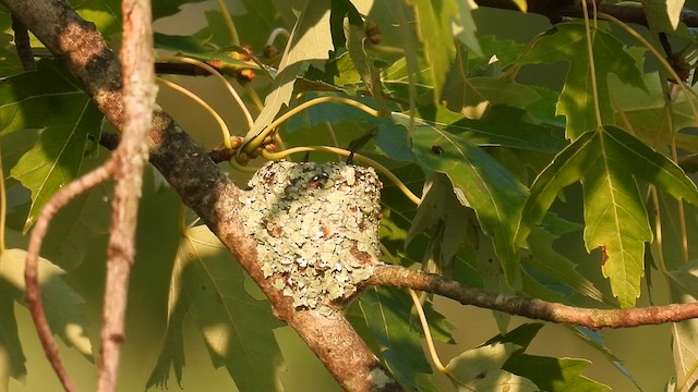 Ruby-throated Hummingbird - ML622428163