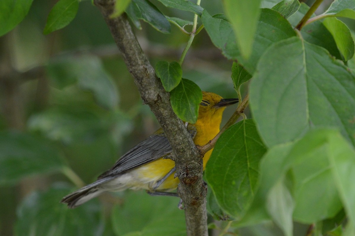 plommeparula - ML62242831