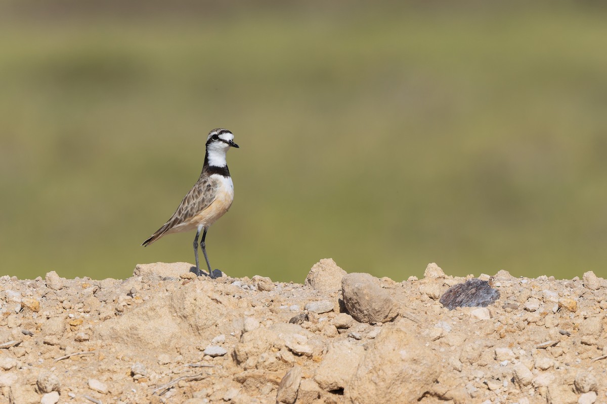 Madagascar Plover - ML622428327