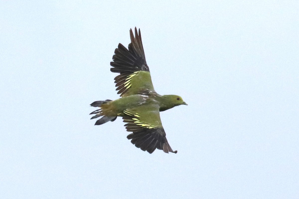 Pink-necked Green-Pigeon - ML622428364