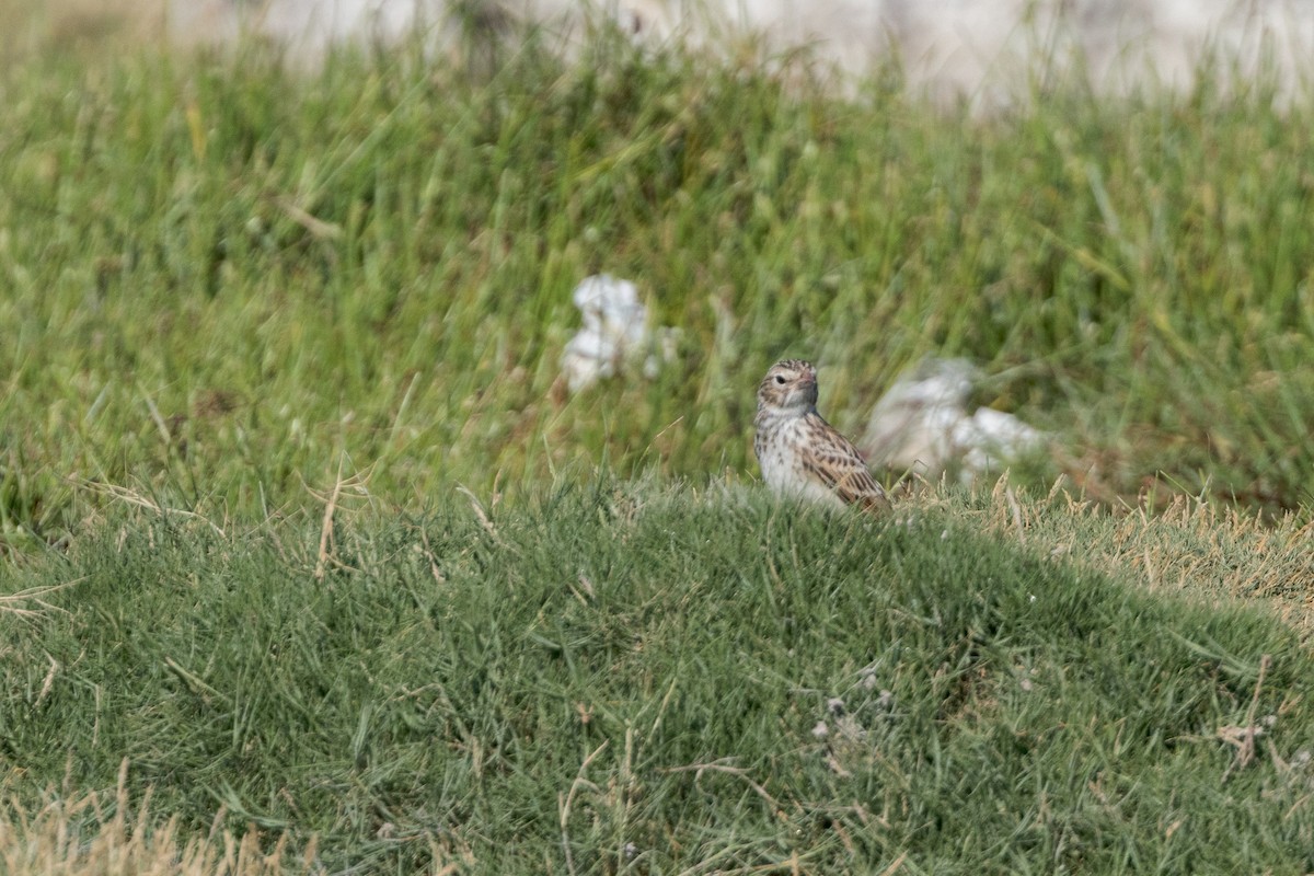 Madagascar Lark - ML622428365