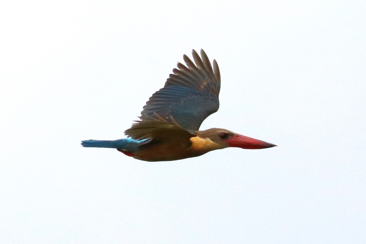 Stork-billed Kingfisher - ML622428382