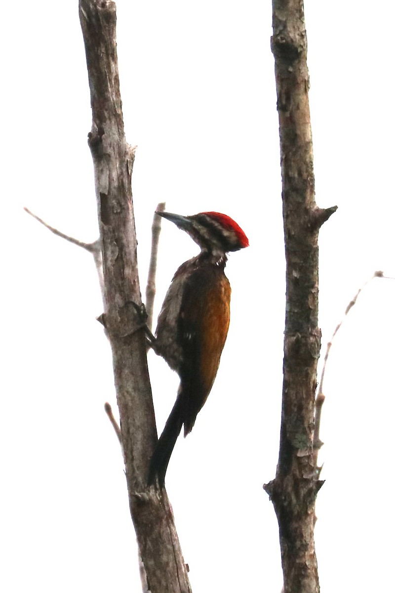 Common Flameback - ML622428385