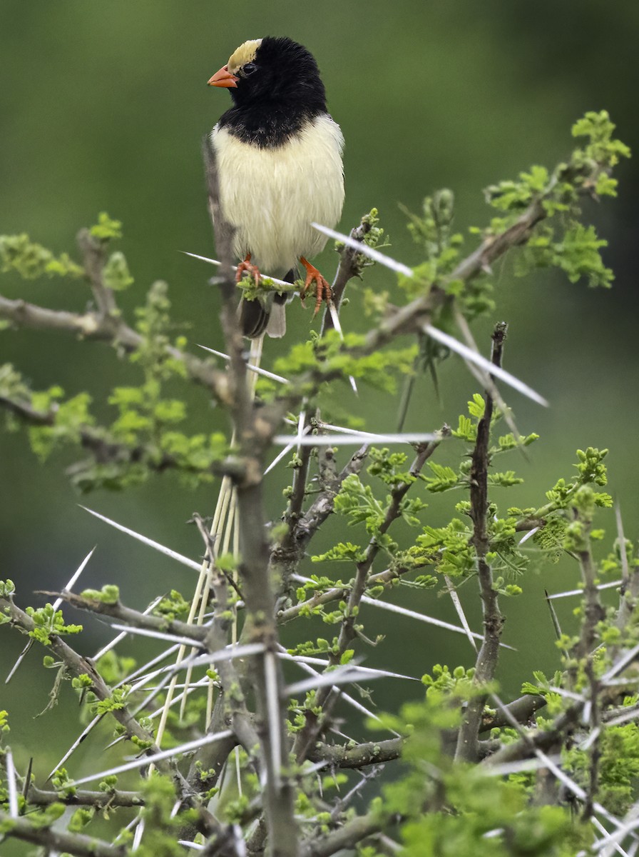 Straw-tailed Whydah - Julie Morgan