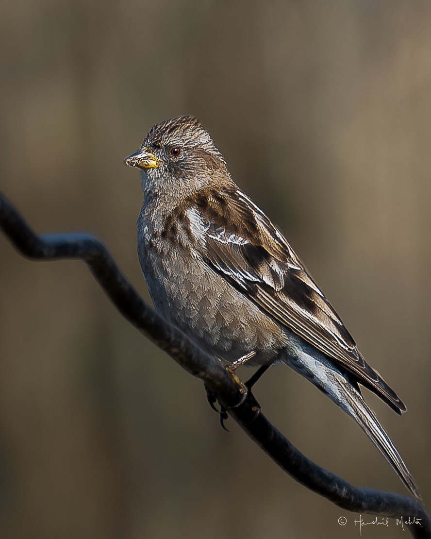 Plain Mountain Finch - ML622428408