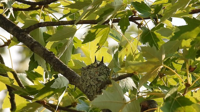 Ruby-throated Hummingbird - ML622428419