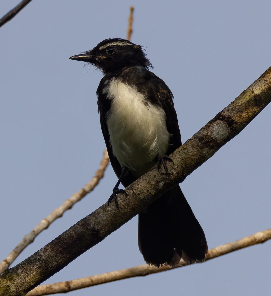 Willie-wagtail - ML622428423