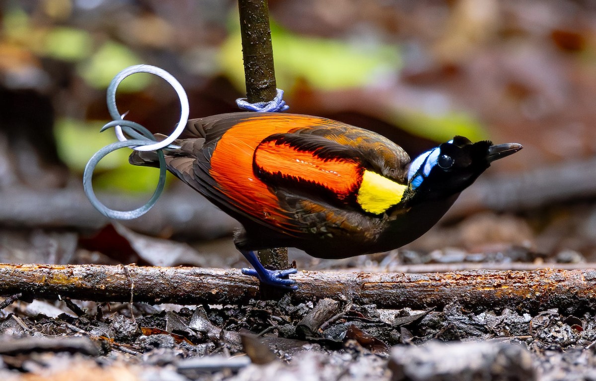 Wilson's Bird-of-Paradise - ML622428425