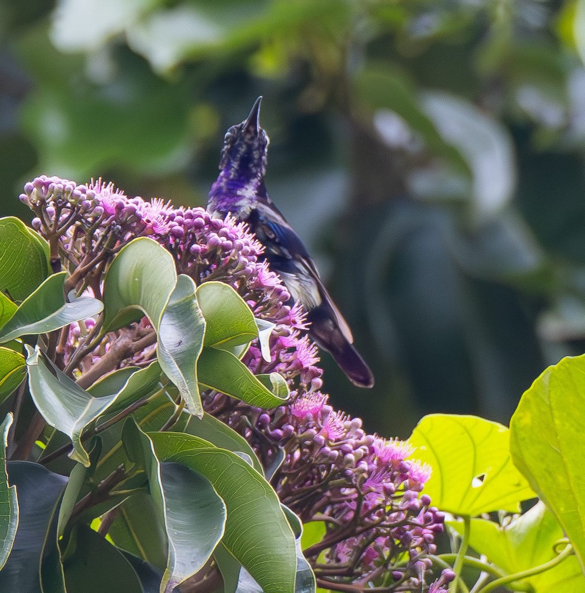 Black Sunbird - ML622428443