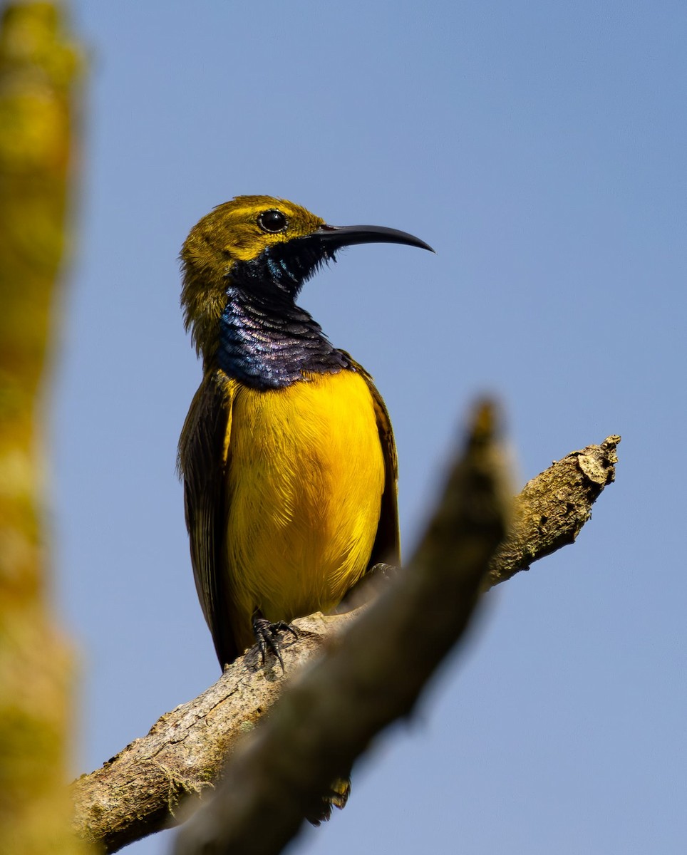 Sahul Sunbird - ML622428448