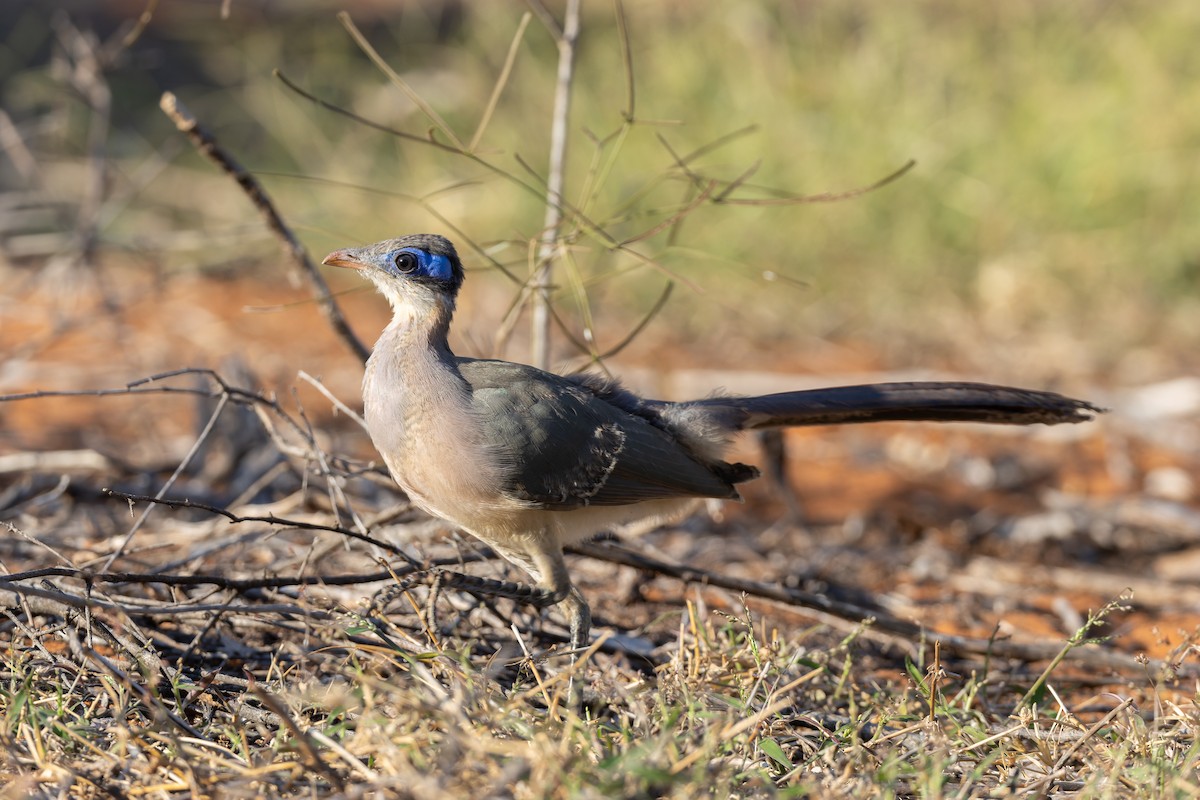 Red-capped Coua (Green-capped) - ML622428450