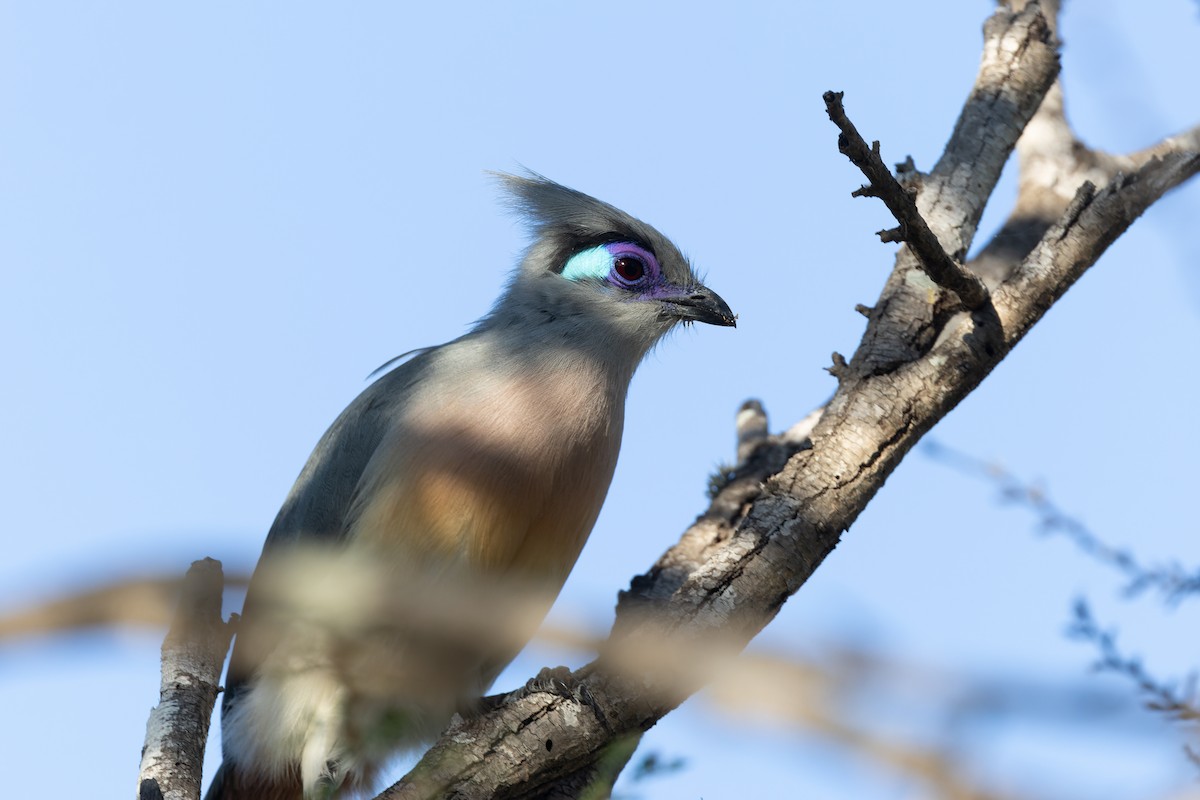 Crested Coua - ML622428459