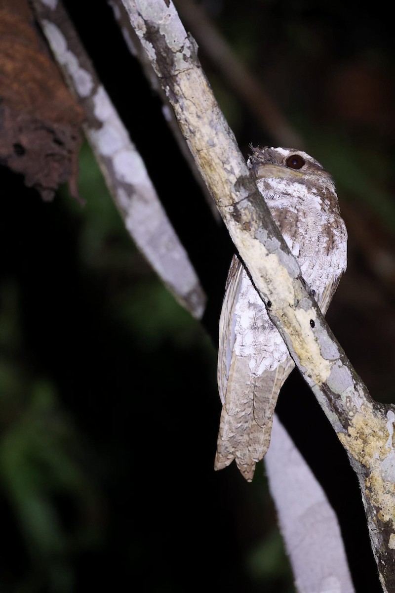 Marbled Frogmouth - ML622428470