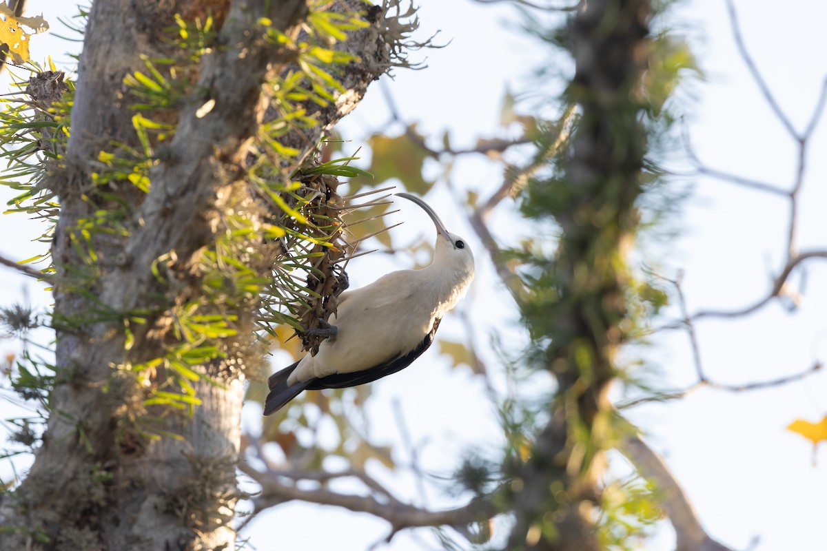 Sickle-billed Vanga - ML622428480