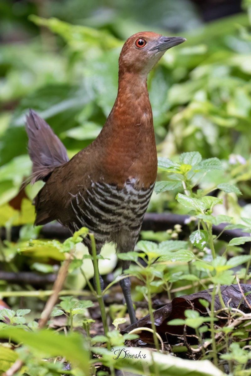 Slaty-legged Crake - ML622428501