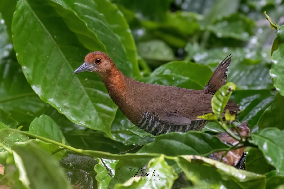 Slaty-legged Crake - ML622428502