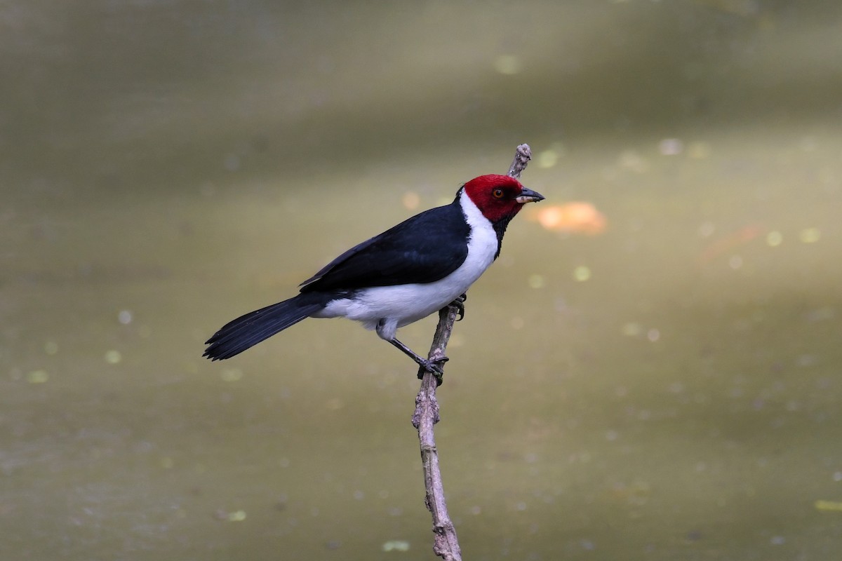 Red-capped Cardinal - ML622428565