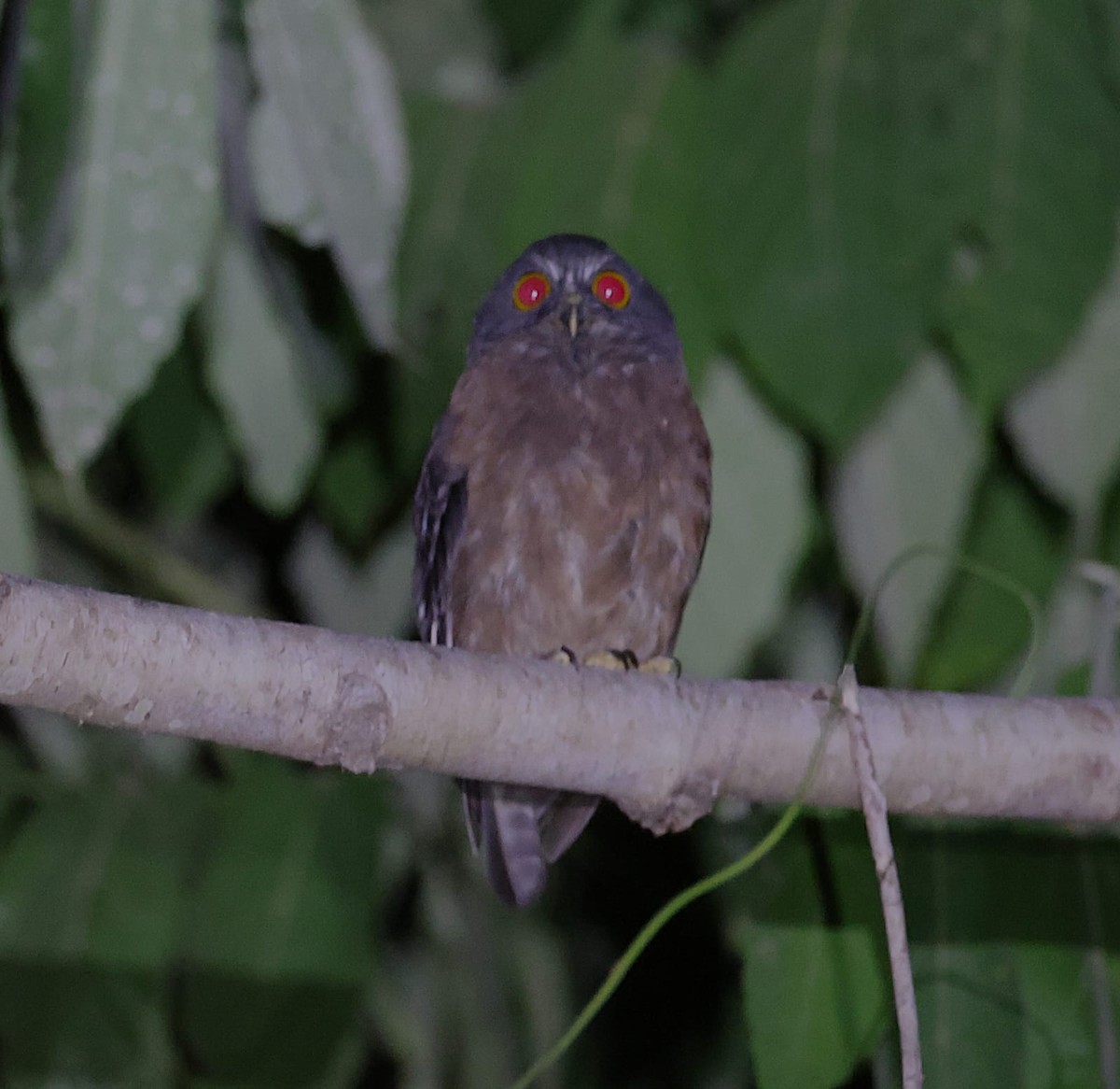 Papuan Boobook - ML622428570
