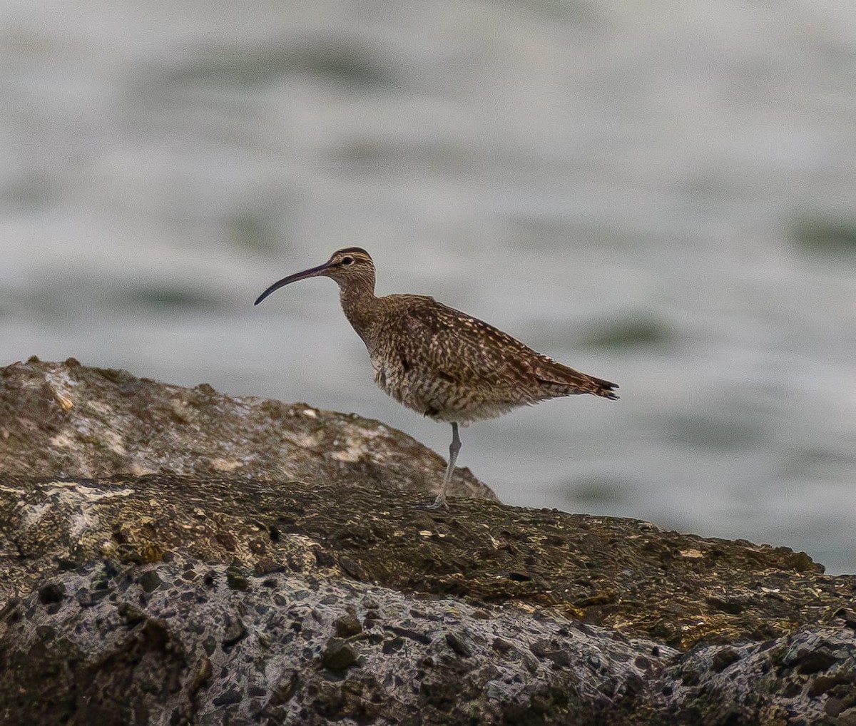 Eurasian Whimbrel - ML622428574
