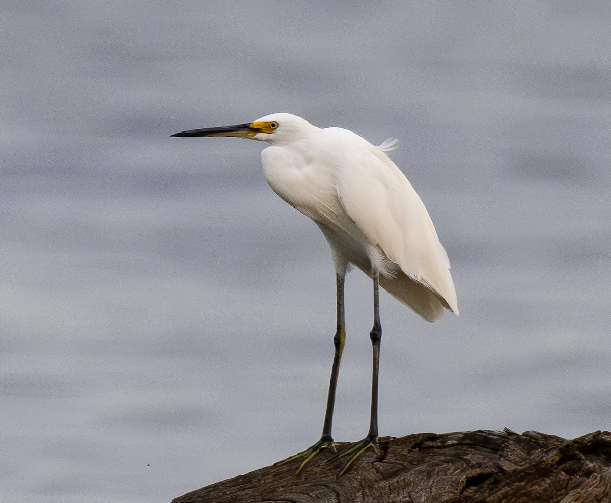 Little Egret - ML622428583