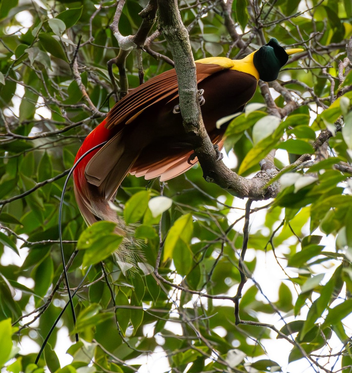 Red Bird-of-Paradise - ML622428596