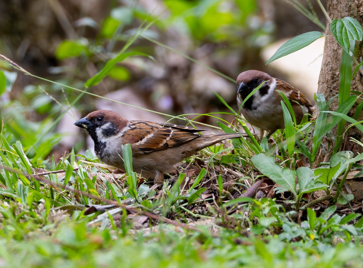Eurasian Tree Sparrow - ML622428607