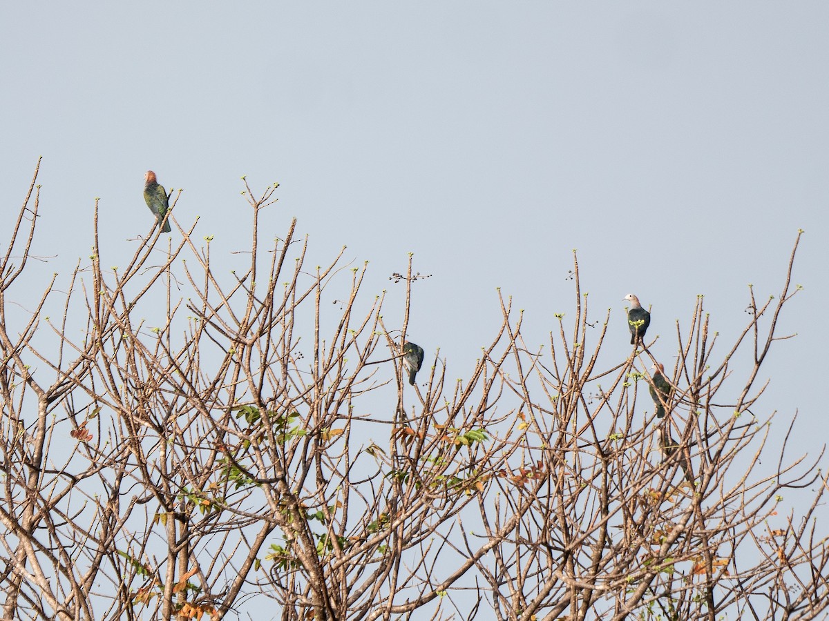 Green Imperial-Pigeon - ML622428620