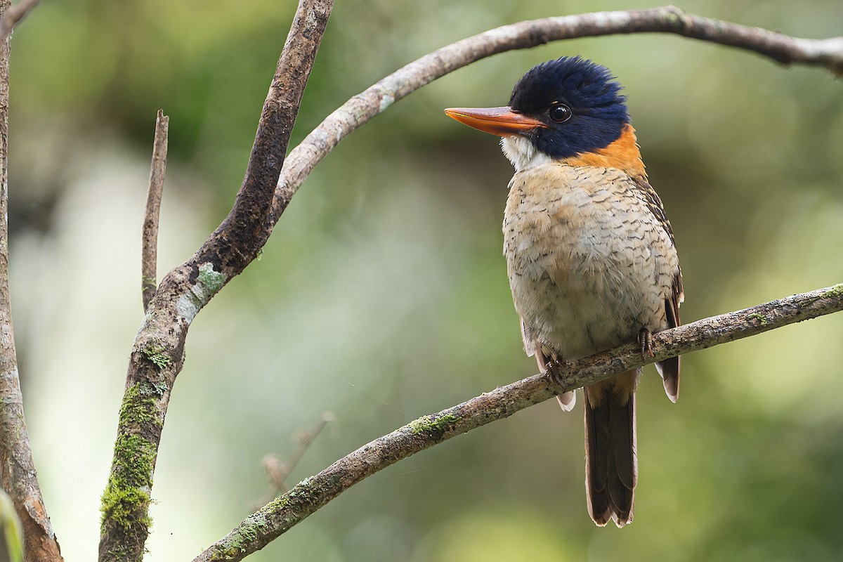 ledňáček královský (ssp. princeps/erythrorhamphus) - ML622428646