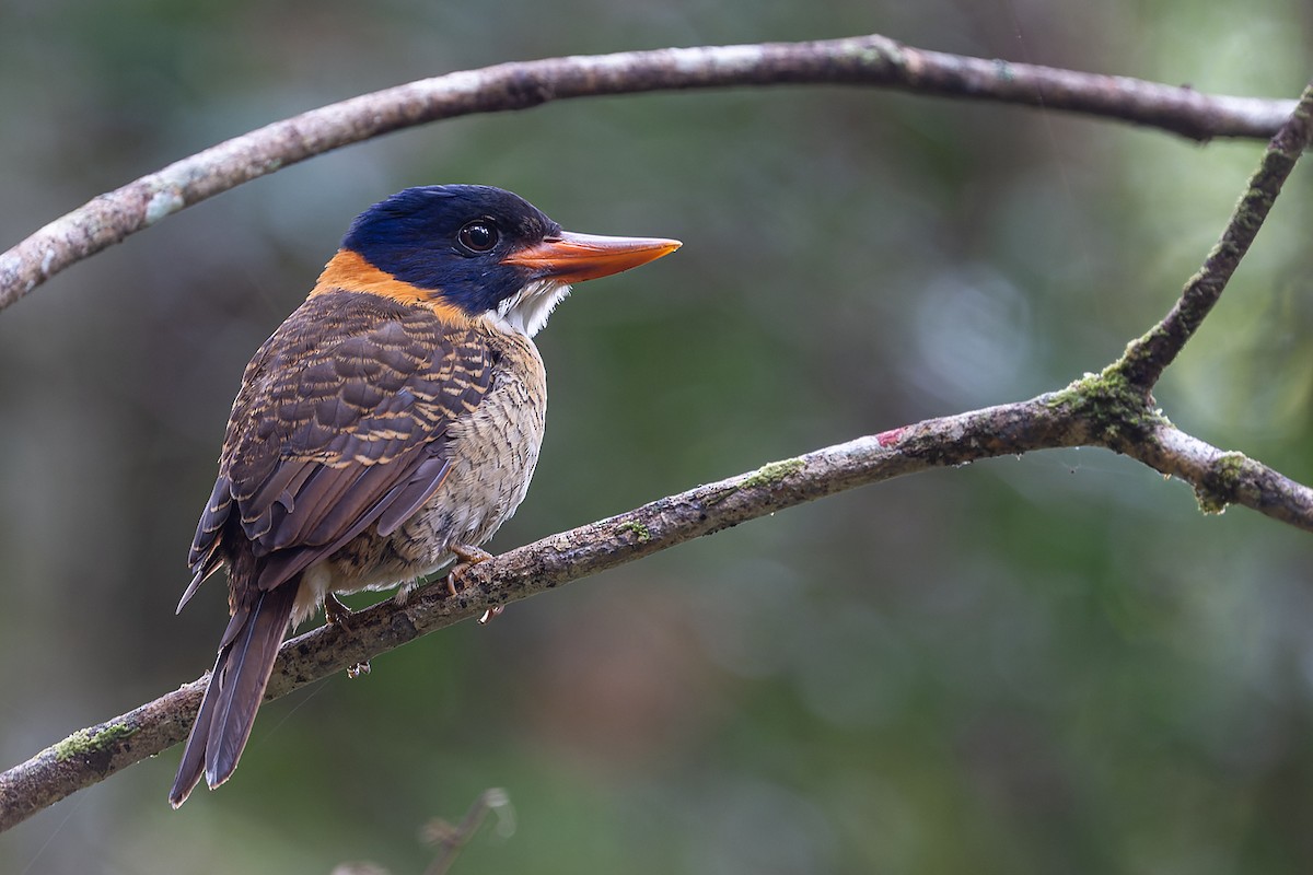 ledňáček královský (ssp. princeps/erythrorhamphus) - ML622428647