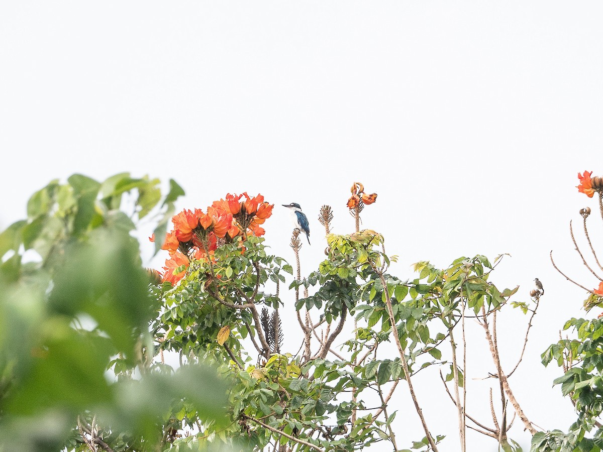 Collared Kingfisher - ML622428683