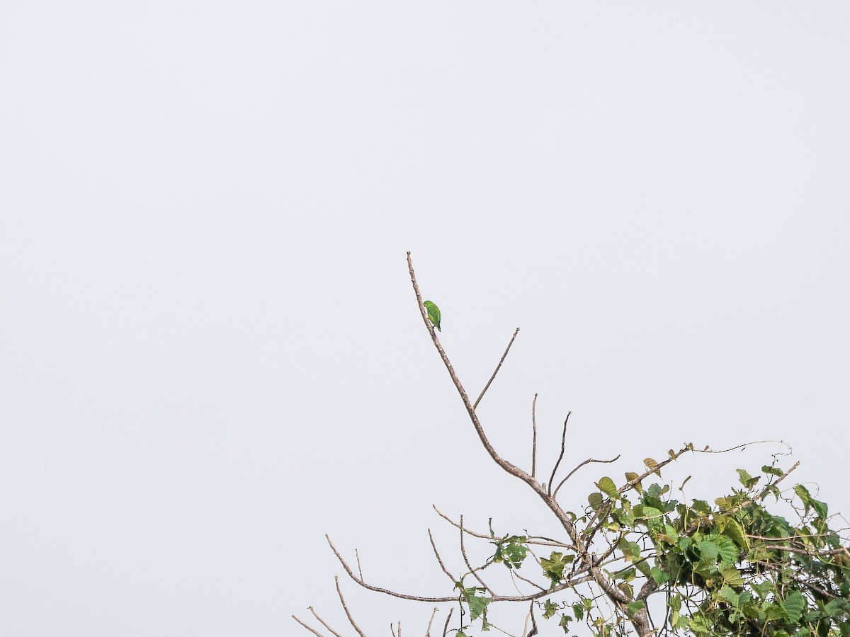 Sulawesi Hanging-Parrot - ML622428717