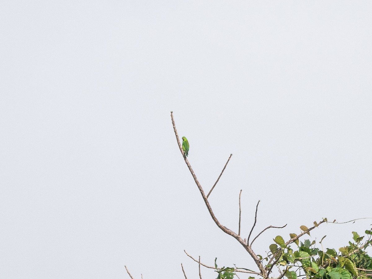 Sulawesi Hanging-Parrot - ML622428718