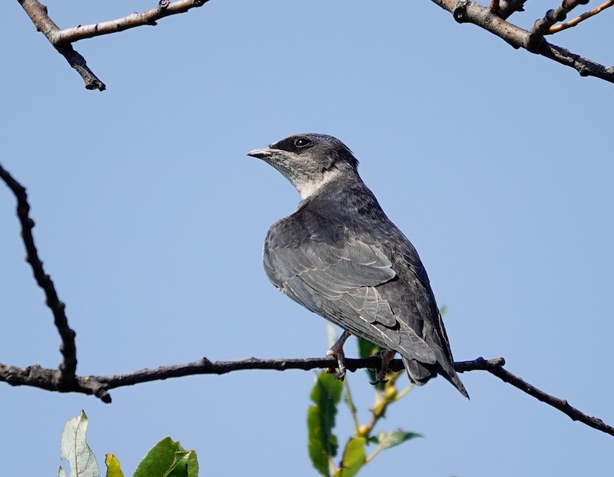 Purple Martin - ML622428791