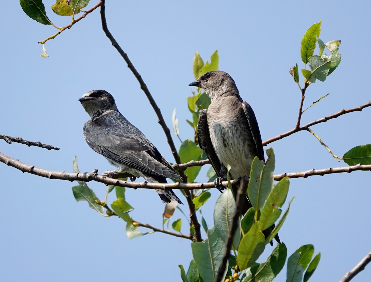 Purple Martin - ML622428792