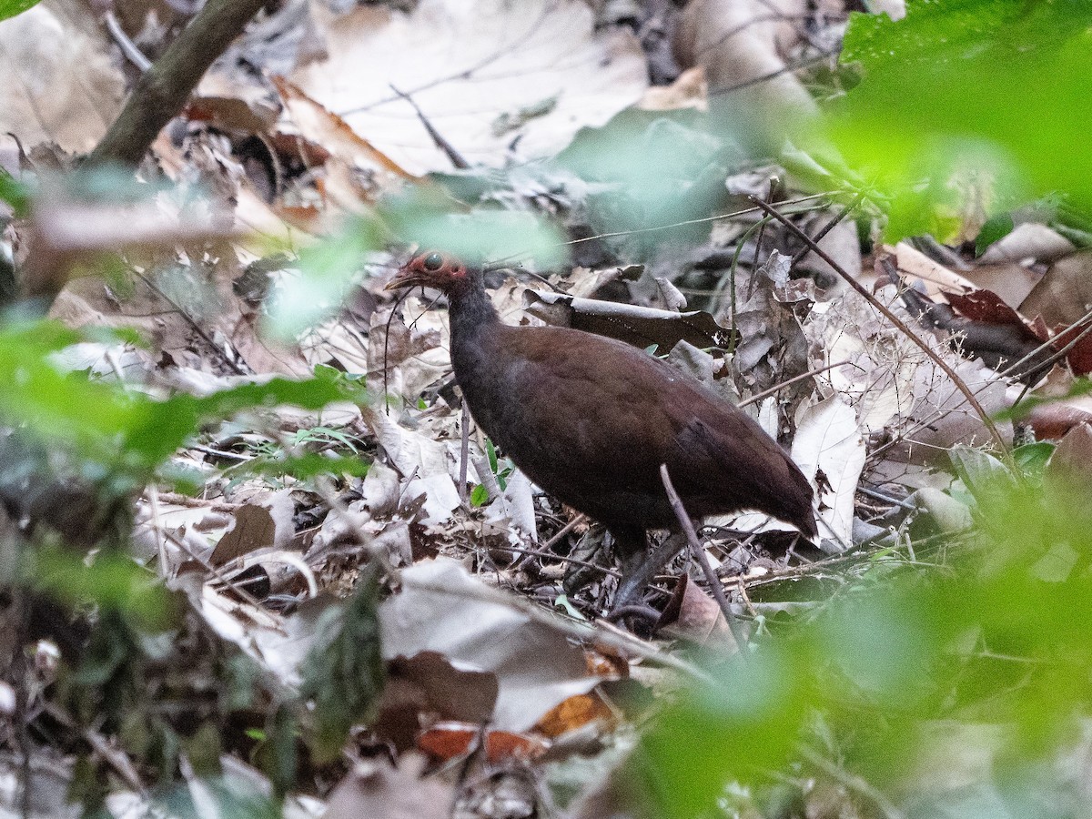 Philippinen-Großfußhuhn - ML622428795