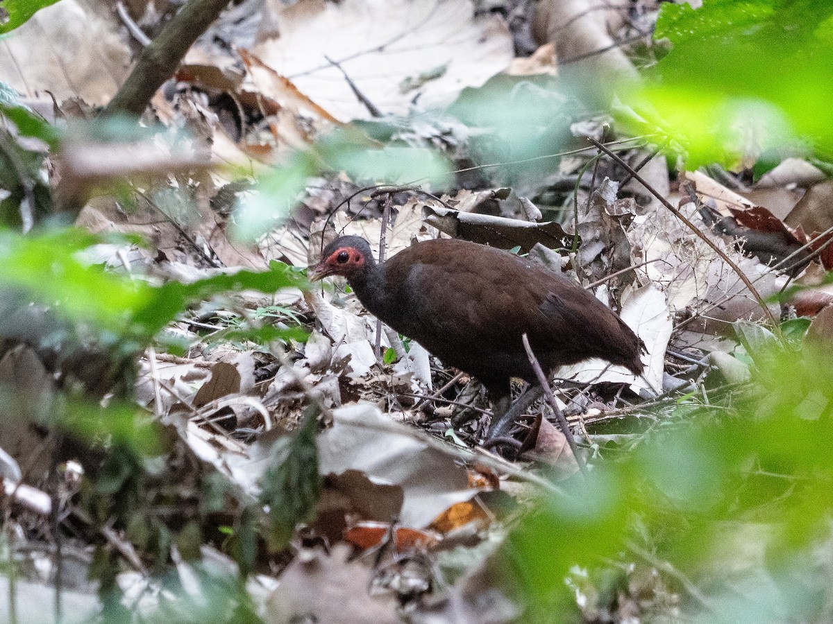 Philippinen-Großfußhuhn - ML622428797