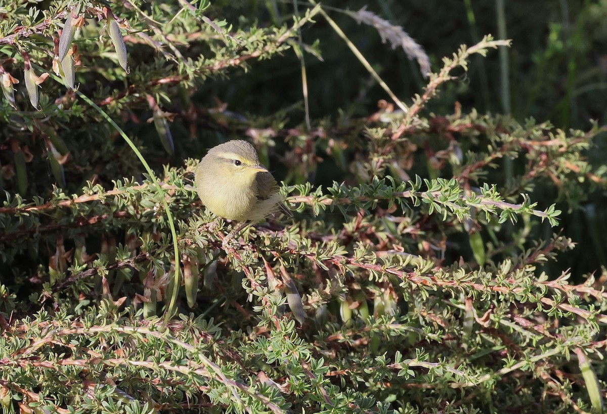 Mosquitero de Tickell/de Quinghai - ML622428842