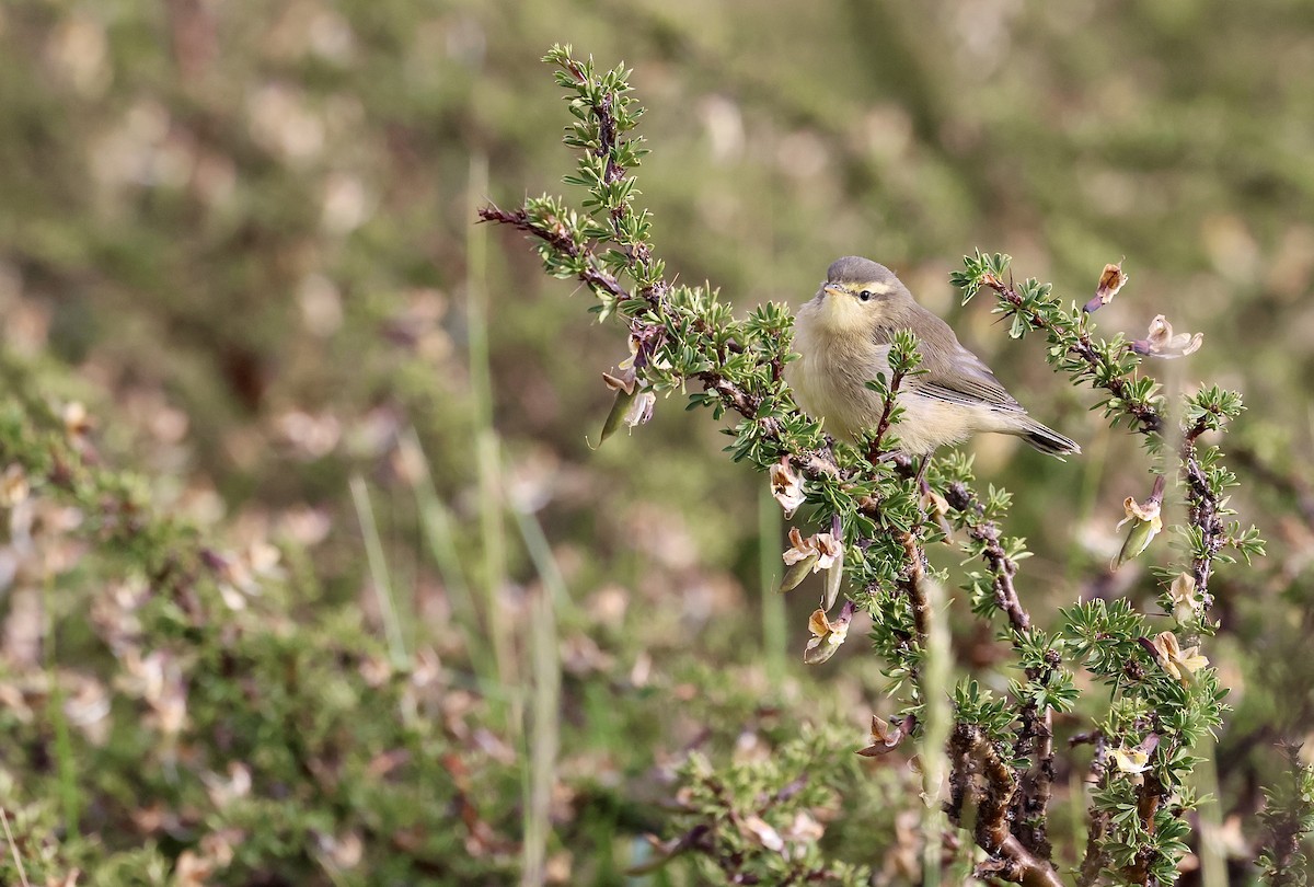 Mosquitero de Tickell/de Quinghai - ML622428843