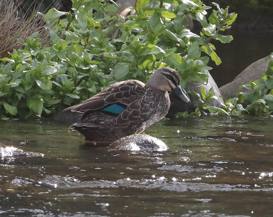 Pacific Black Duck - ML622428894