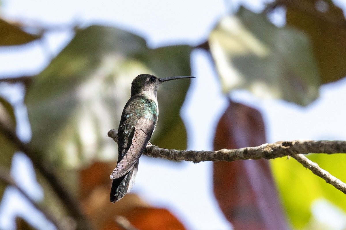 Diamantina Sabrewing - ML622428929