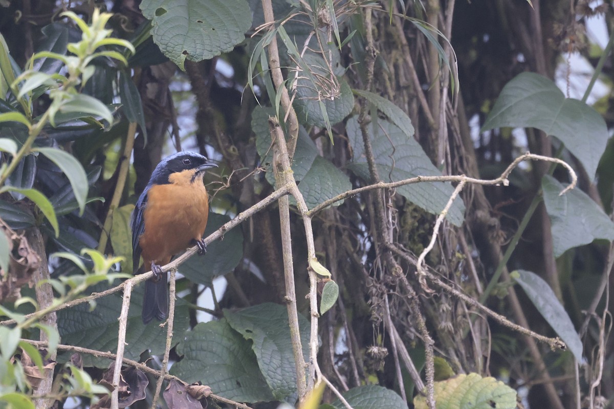 Chestnut-bellied Mountain Tanager - ML622428994