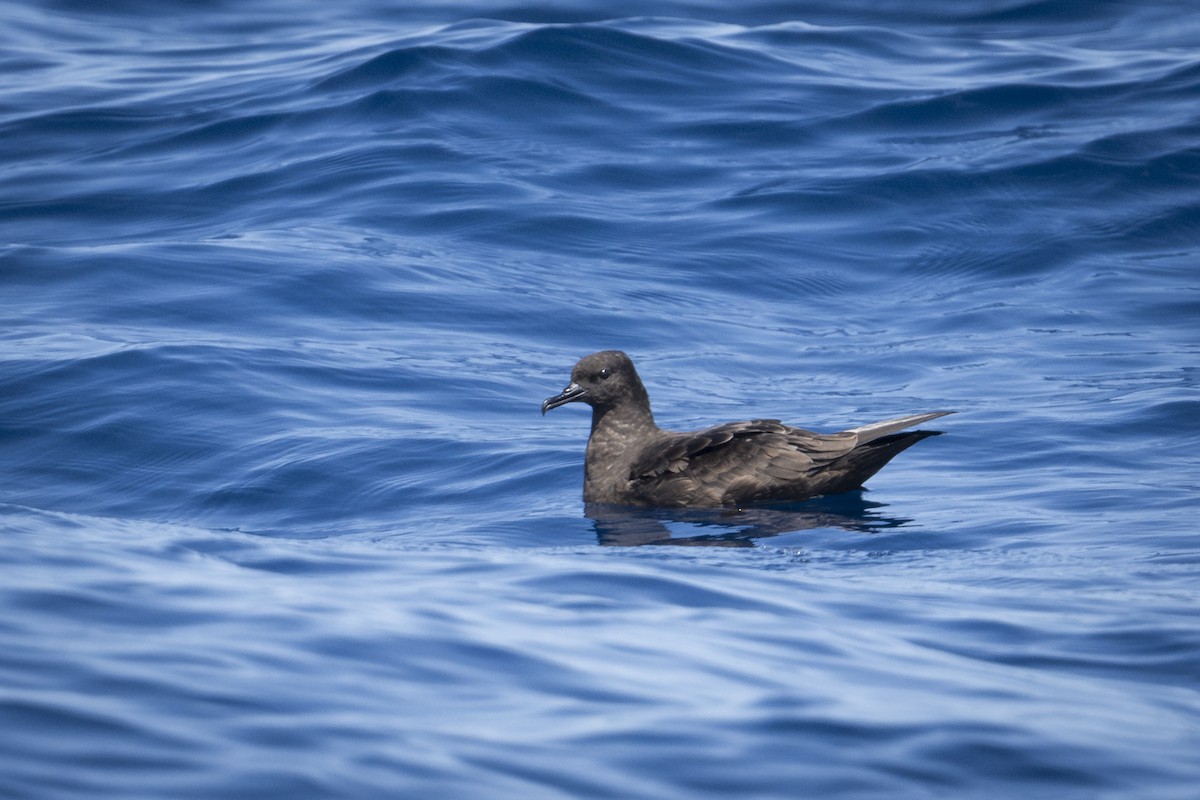 Christmas Shearwater - Moises Rodriguez