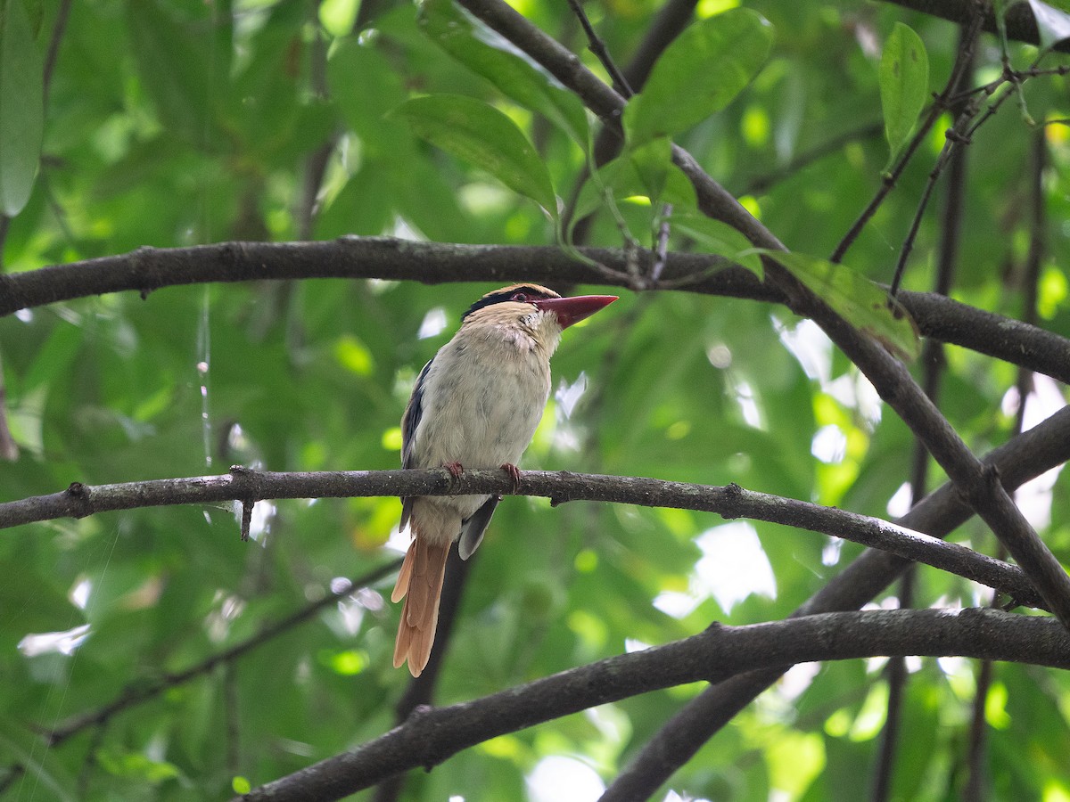 Sulawesi Lilac Kingfisher - ML622429016