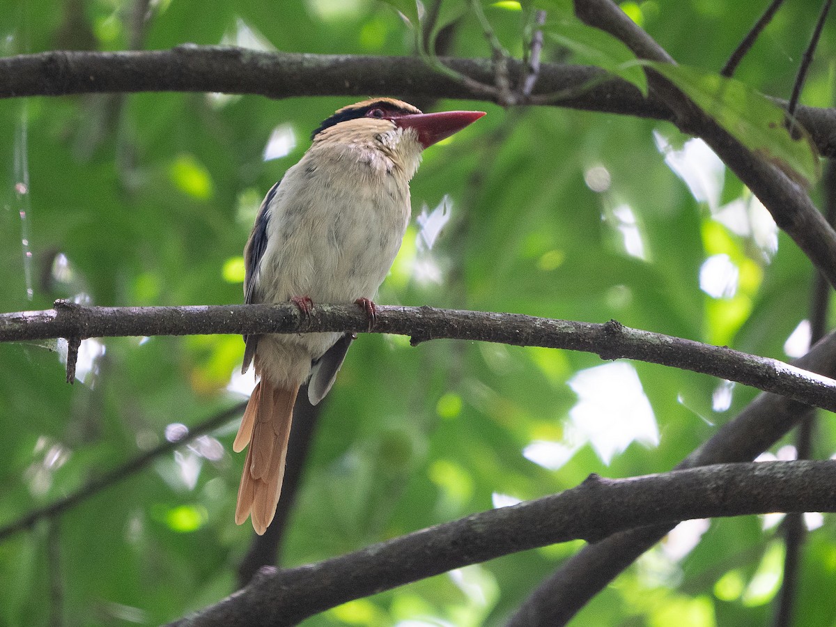 Sulawesi Lilac Kingfisher - ML622429017