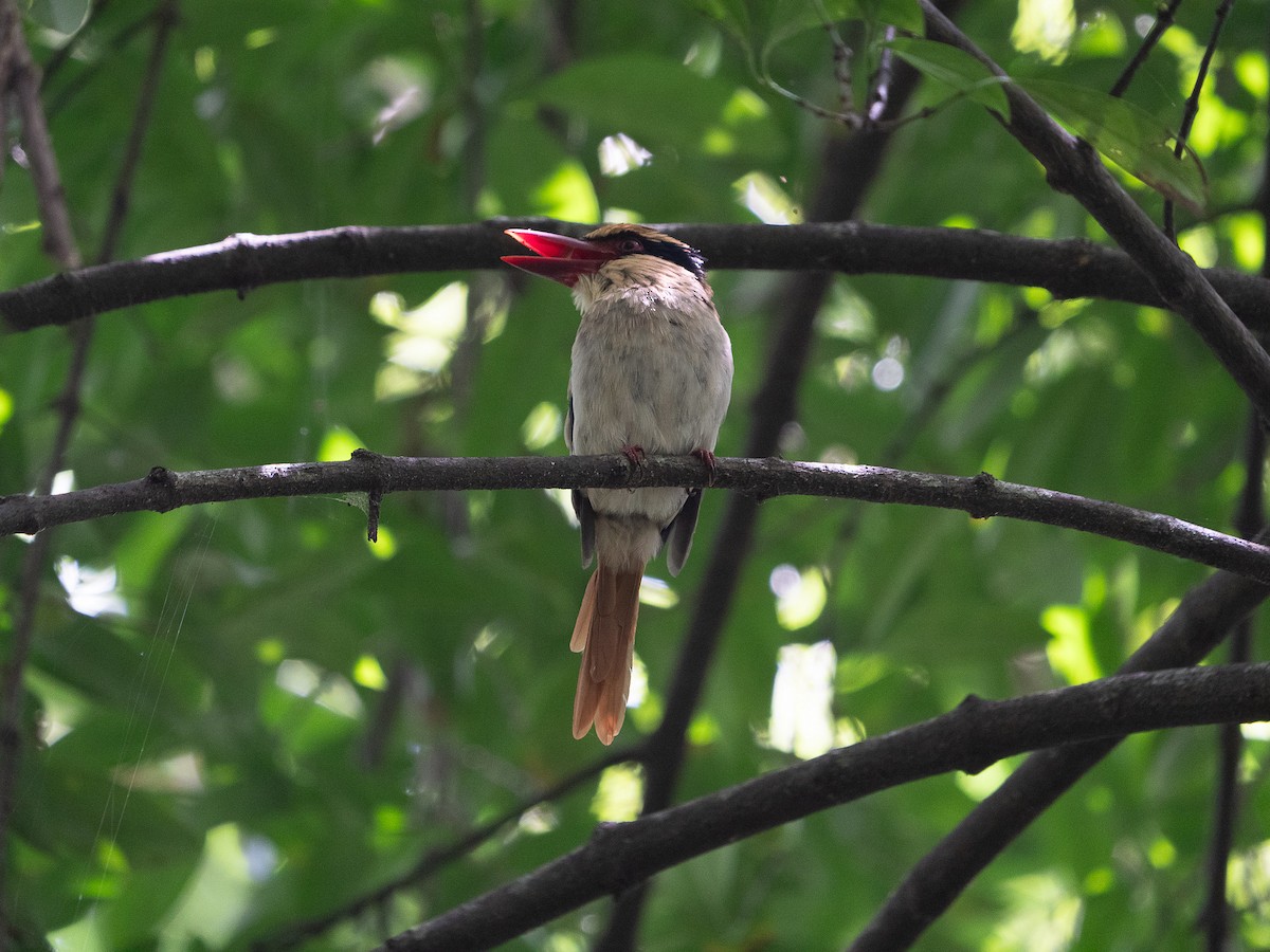 Sulawesi Lilac Kingfisher - ML622429018